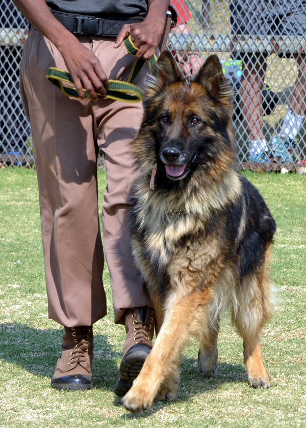 PERRO ALEMAN ASISTENCIA